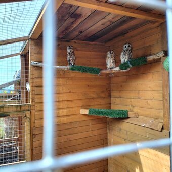 3 x Tawny Owls For sale