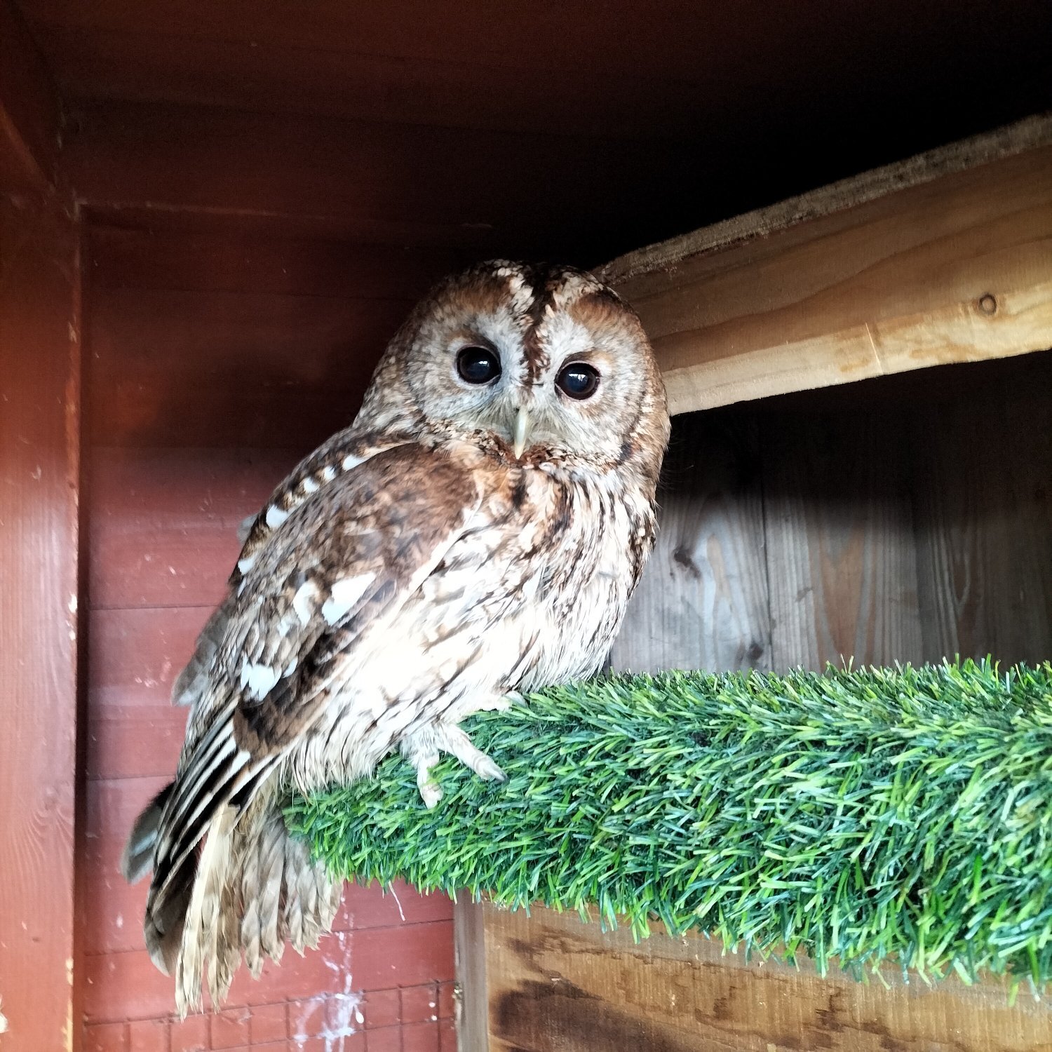 Owls