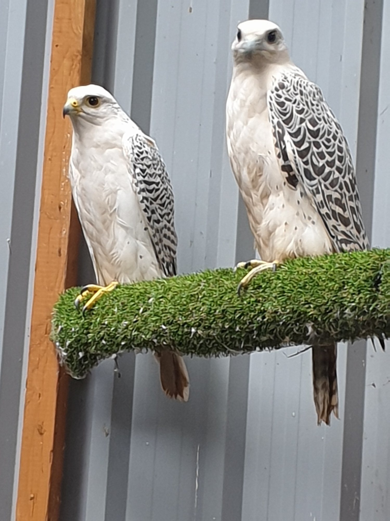 2026 parent reared  large white 7/8th gyrsakers   in {LOCATION}