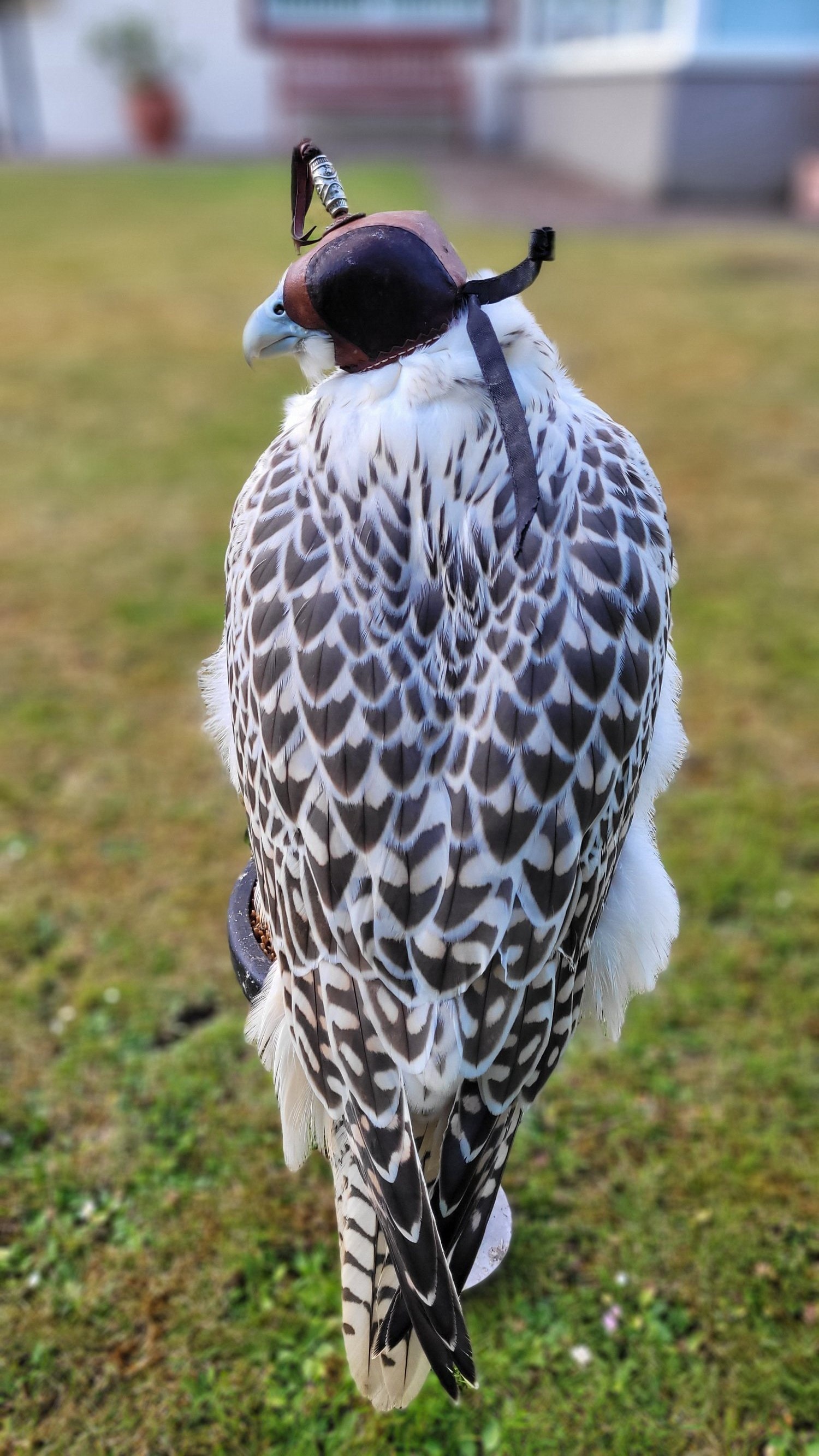 Falcons