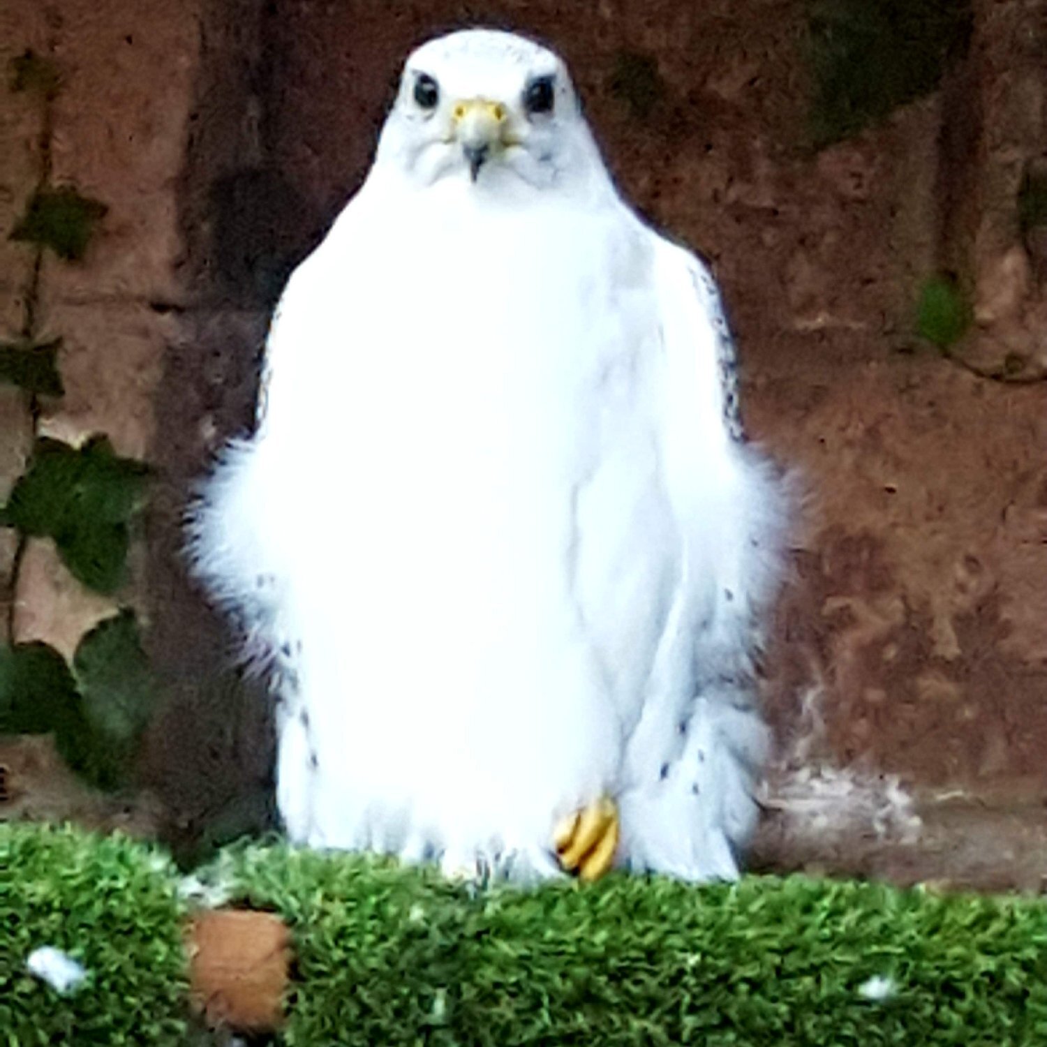 Falcons - {TYPE}