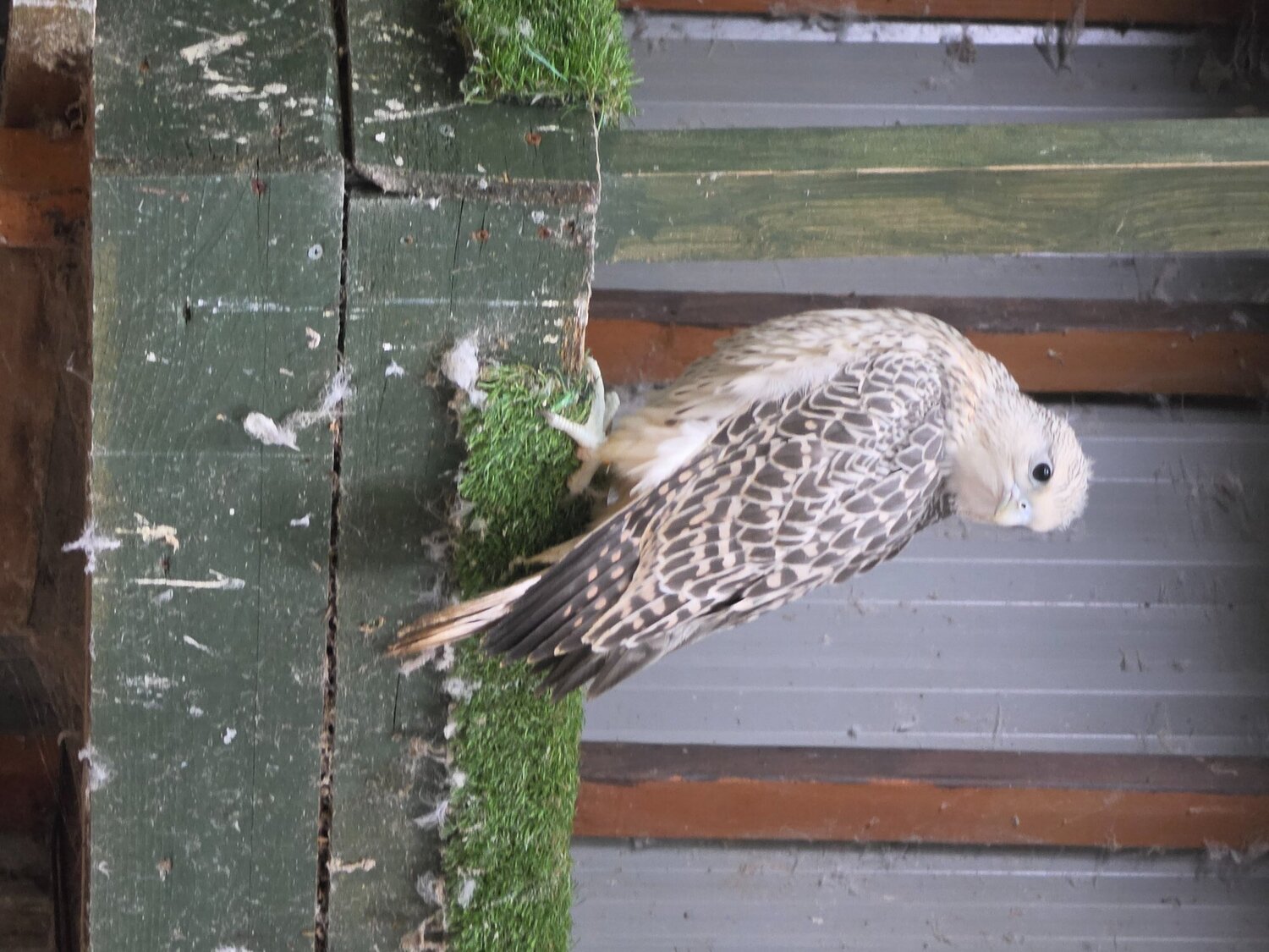 Falcons - 2026 parent reared  large white 7/8th gyrsakers  