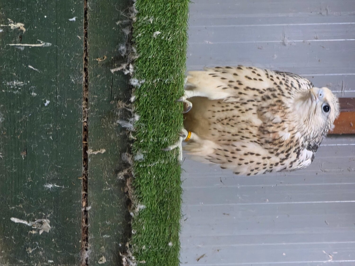 2026 parent reared  large white 7/8th gyrsakers   - Falcons