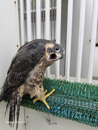 Parent reared male peregrin (tiercel)