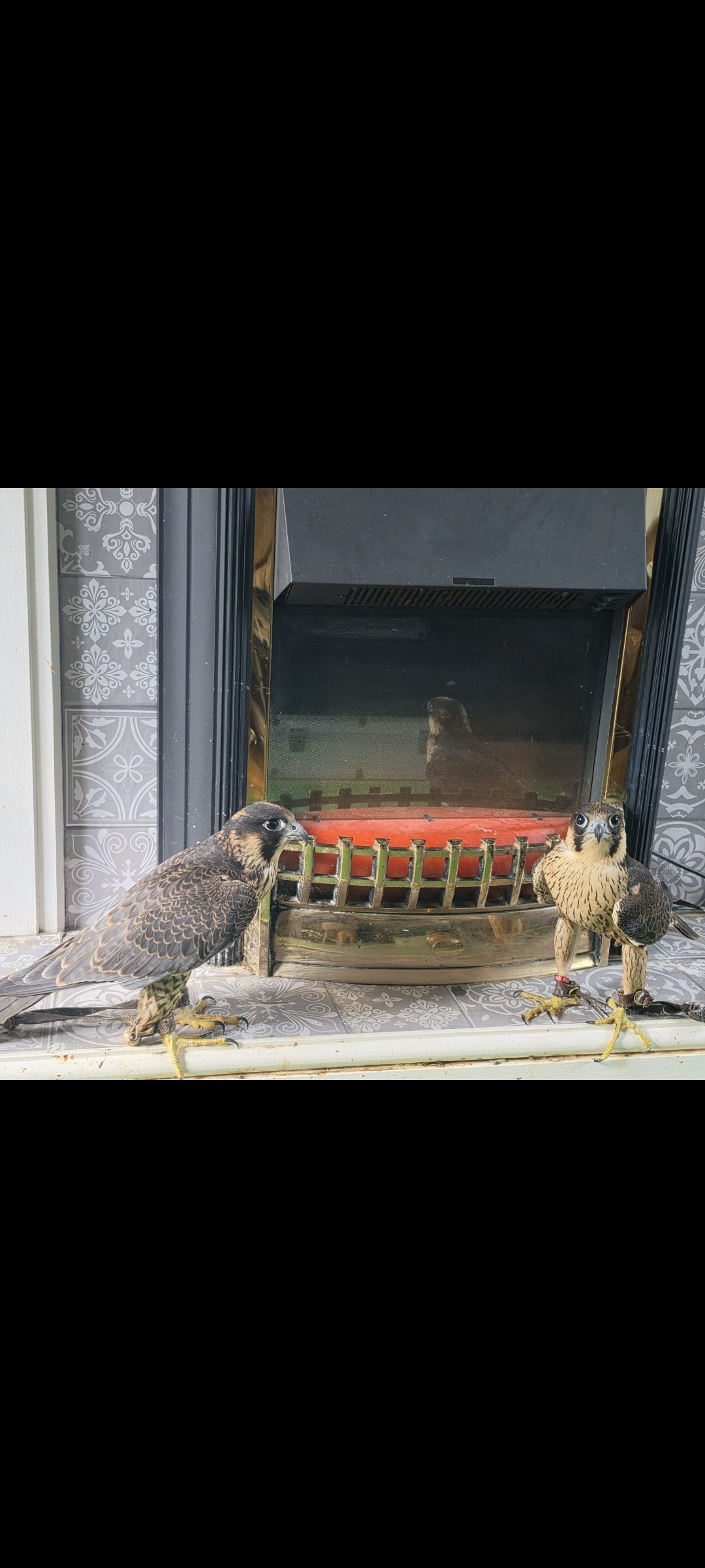 Falcons - {TYPE}