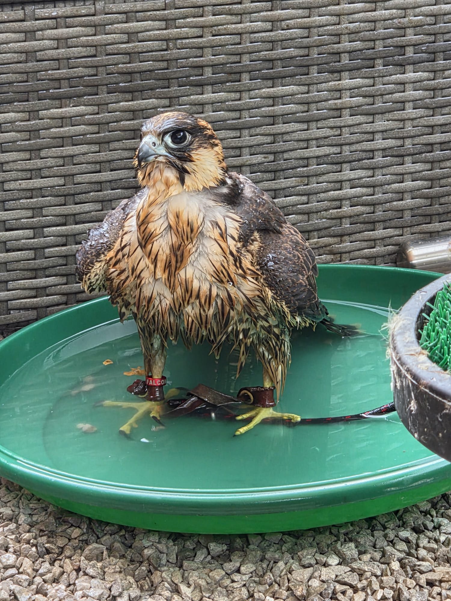 Falcons