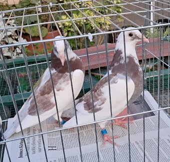 Qulity Racing baby Pigeons with 2026 rings