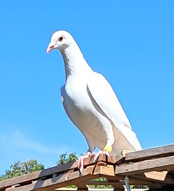 Qulity Racing baby Pigeons with 2026 rings
