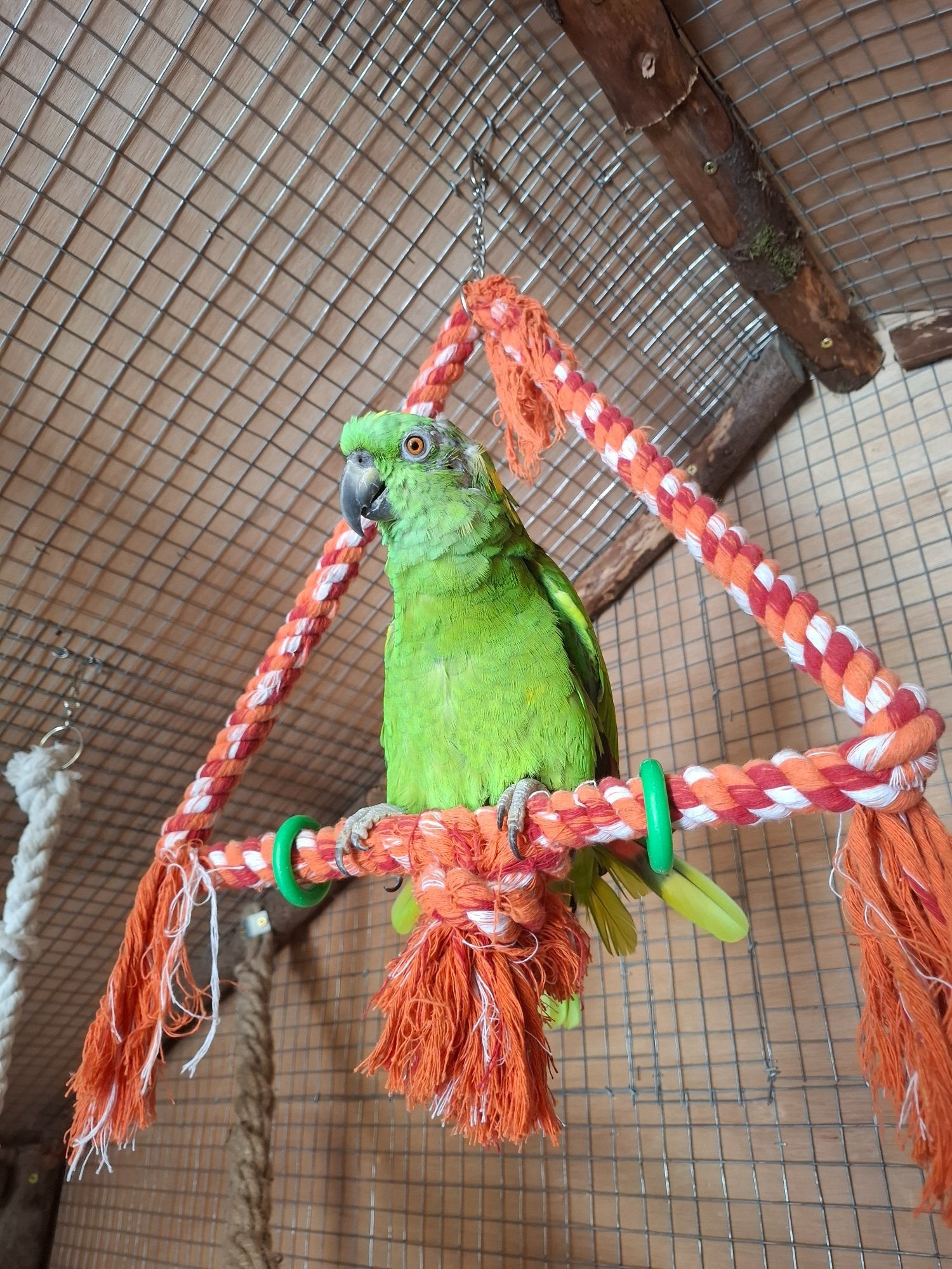 Proven pair yellow naped amazons  in {LOCATION}