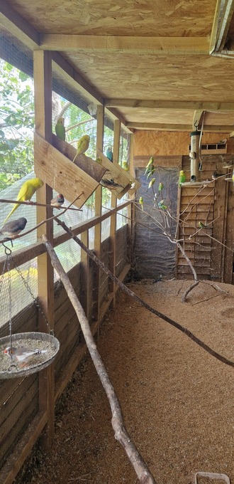 Aviary Clearance mostly budgies, zebras and a few bourkes