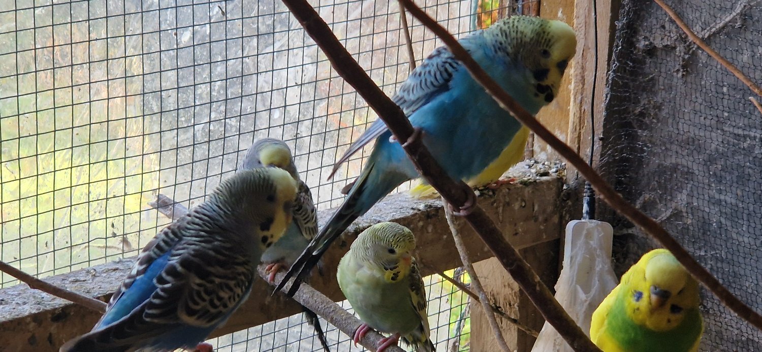 Budgerigars - {TYPE}