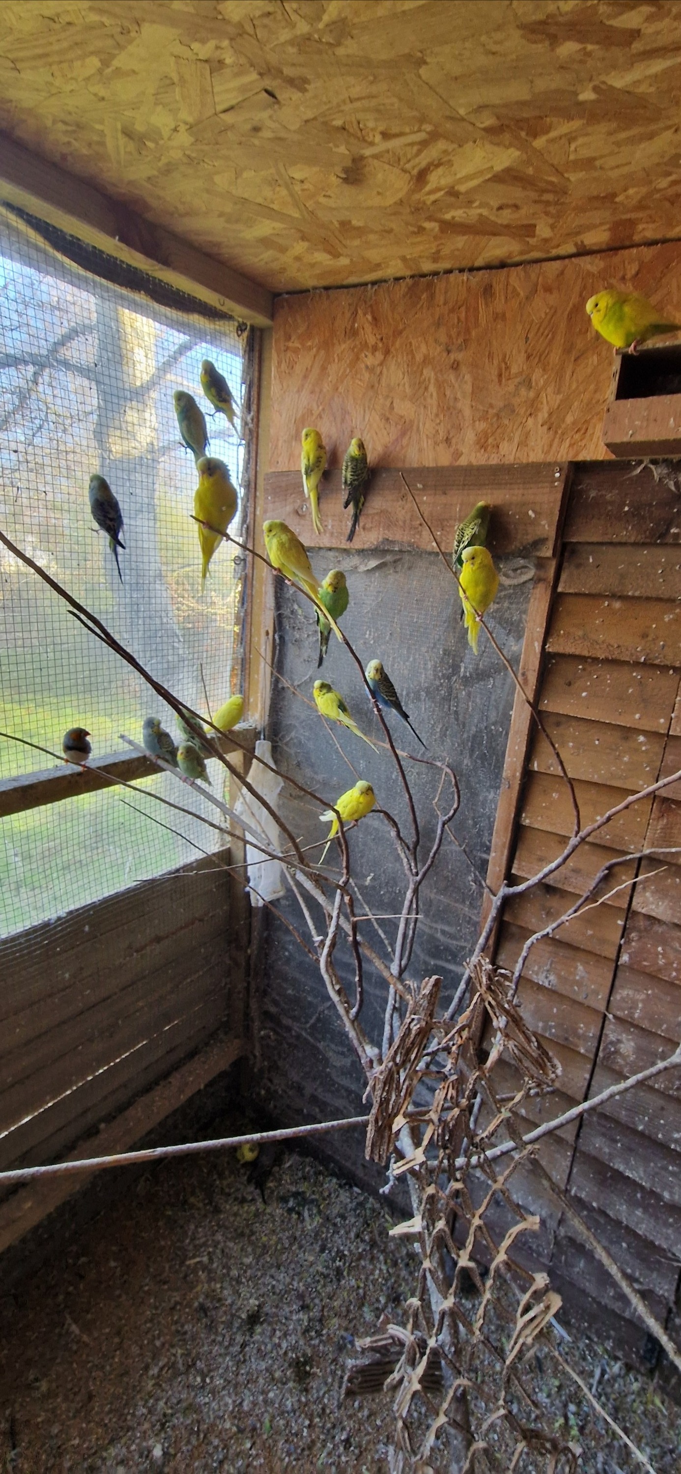 Budgerigars