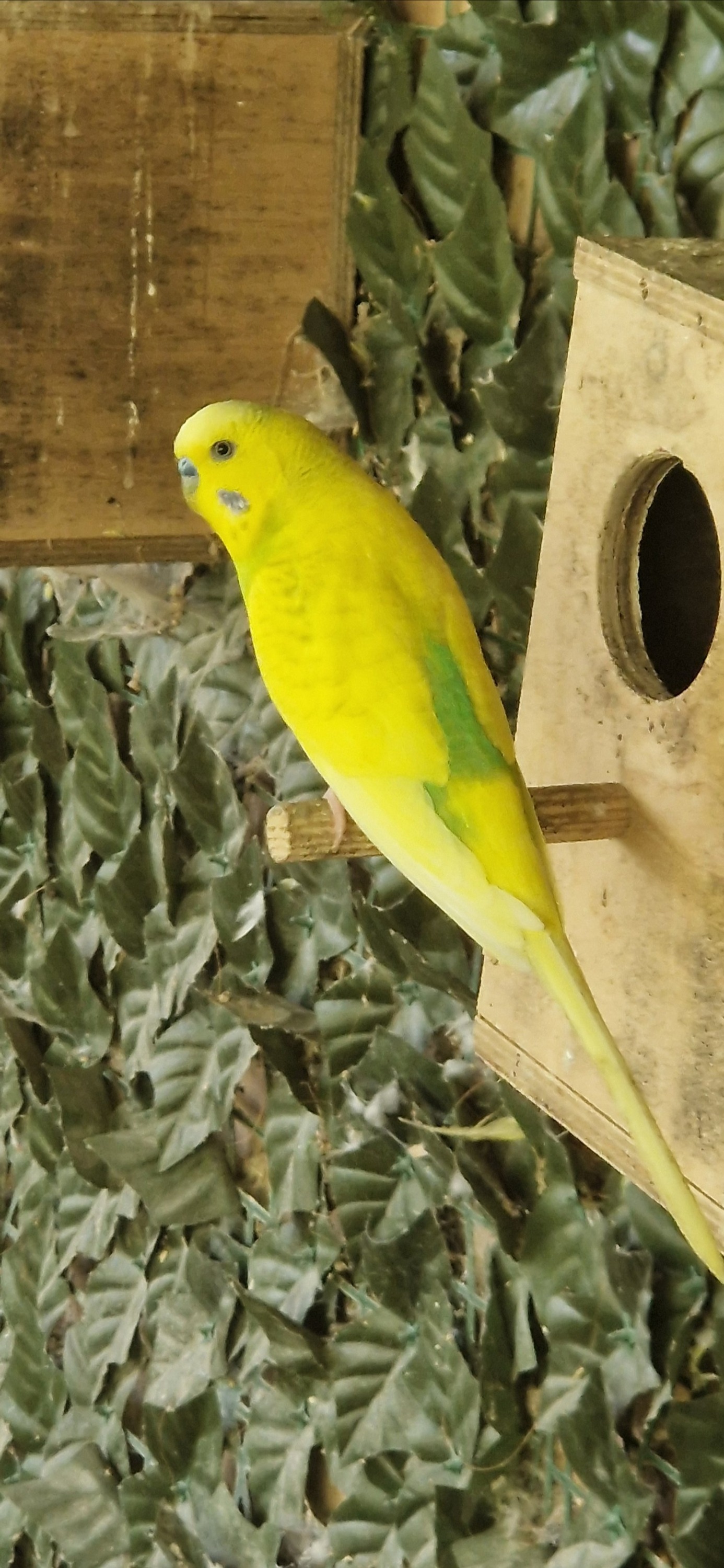 Budgerigars - Aviary Clearance mostly budgies, zebras and a few bourkes