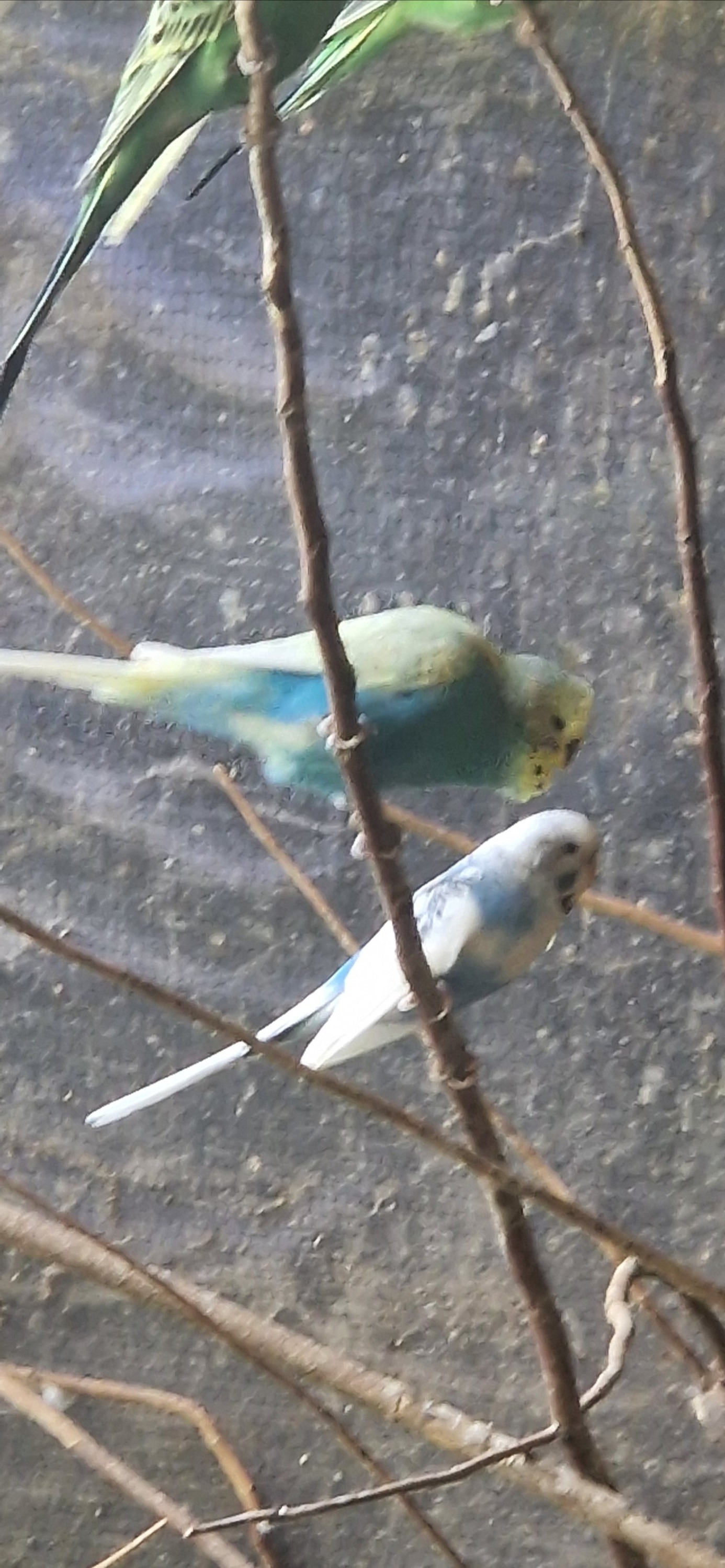 Aviary Clearance mostly budgies, zebras and a few bourkes - Budgerigars