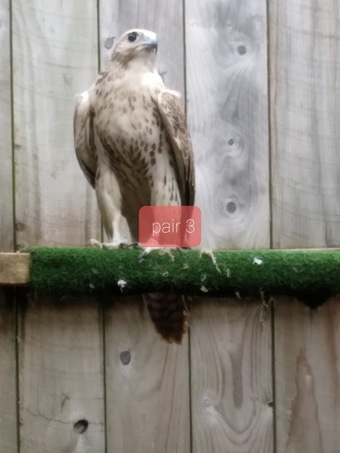 Breeding pair saker falcons