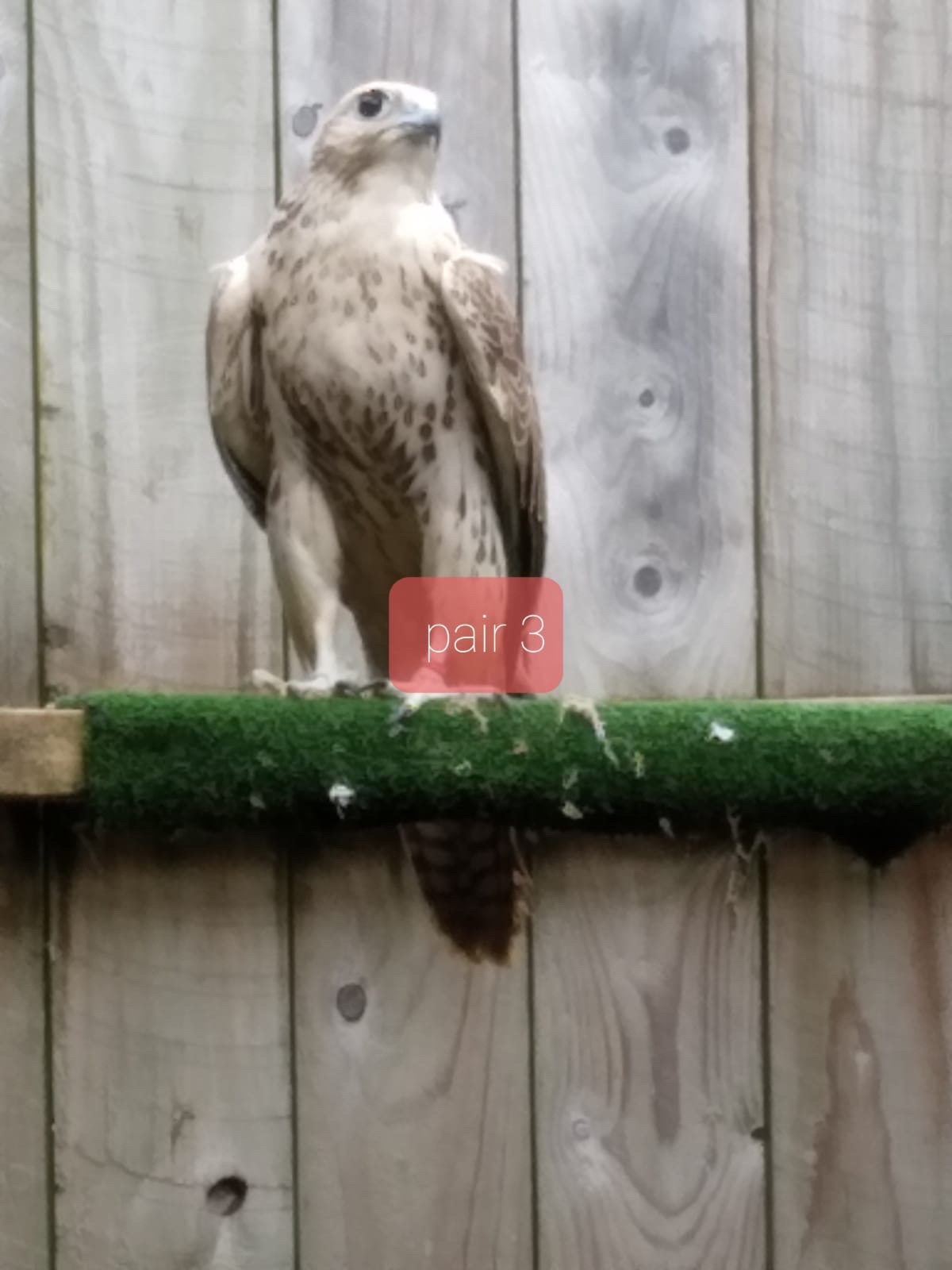 Breeding pair saker falcons in {LOCATION}
