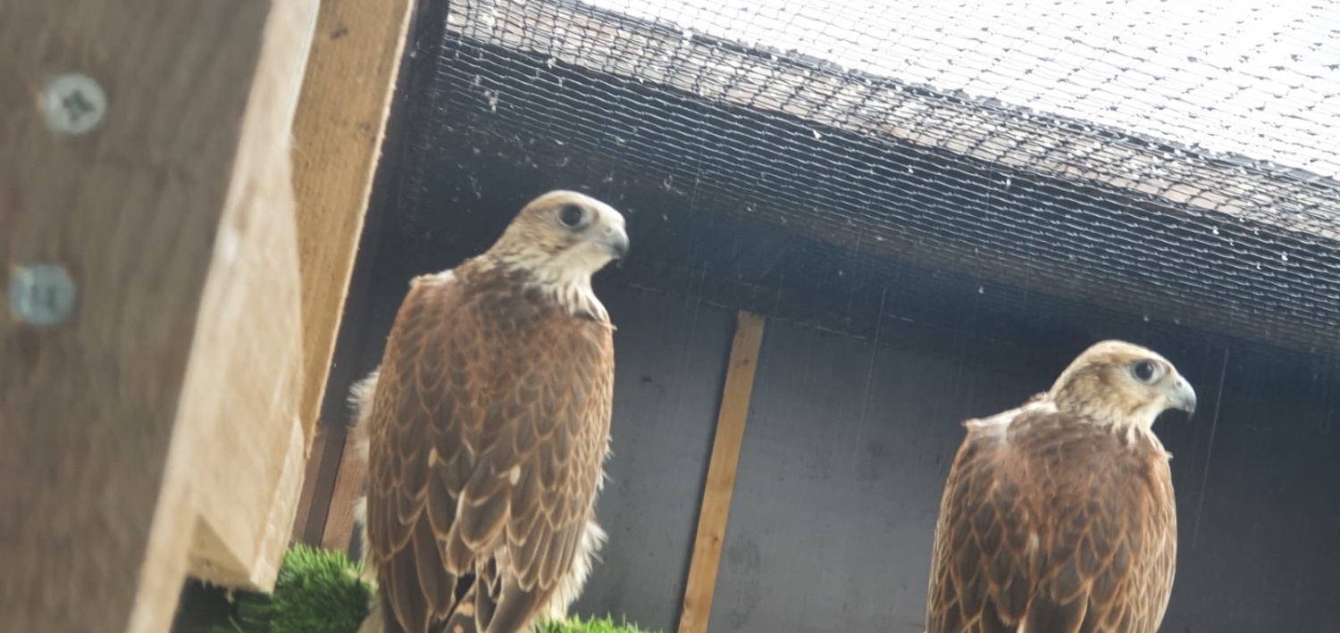 Falcons