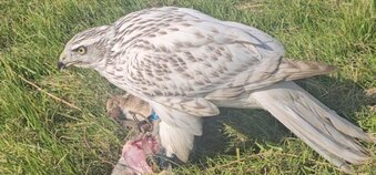 Albidus male goshawk parent reared 