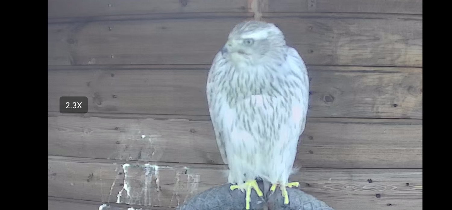 Hawks