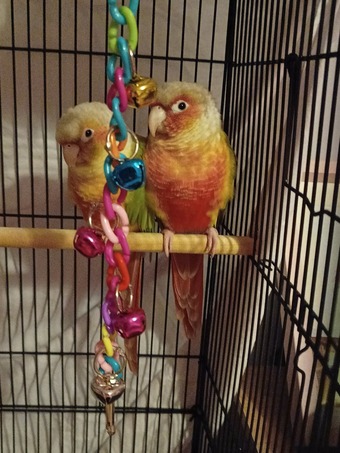 Pair of bonded pineapple conures