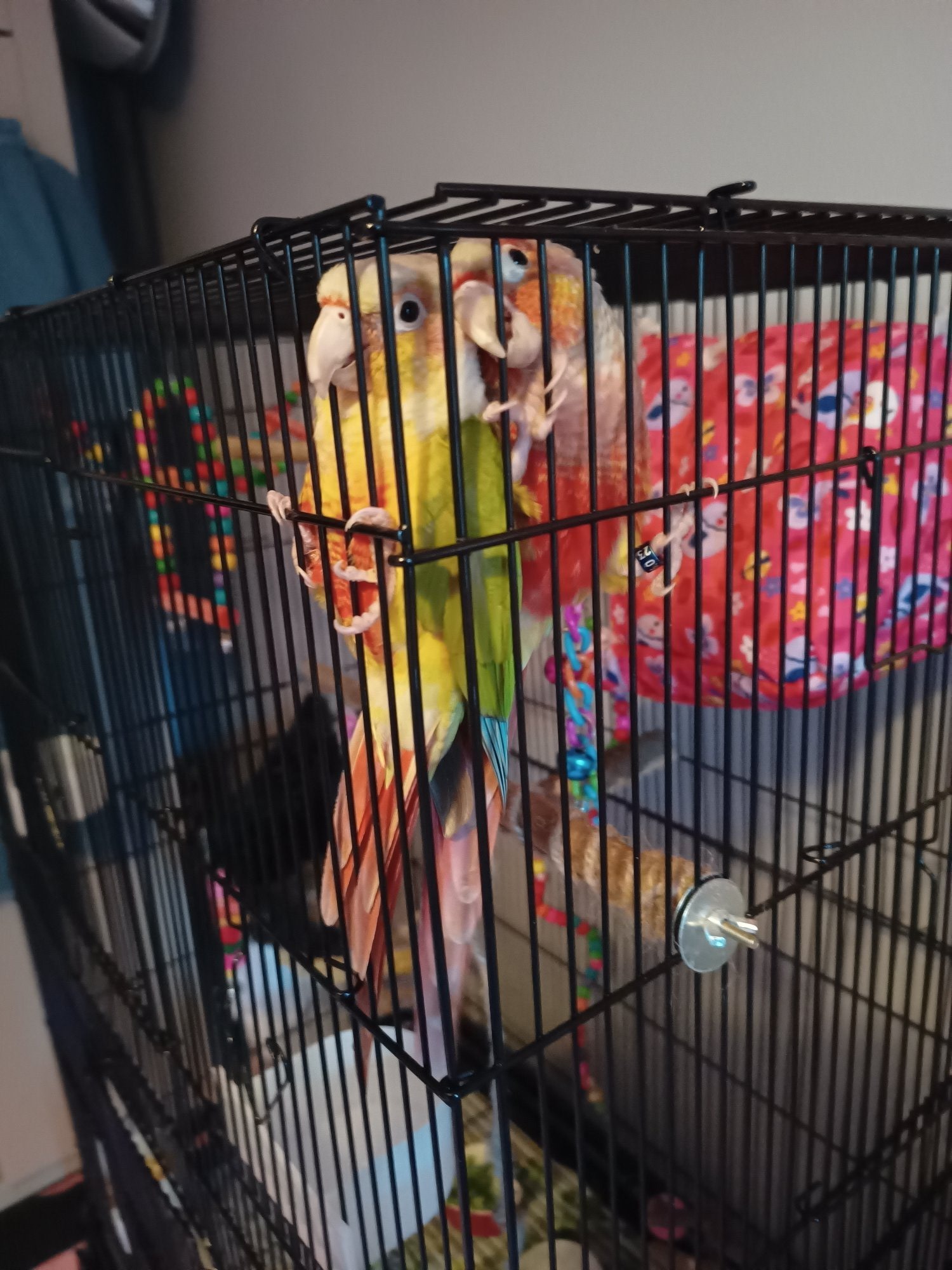 Conures
