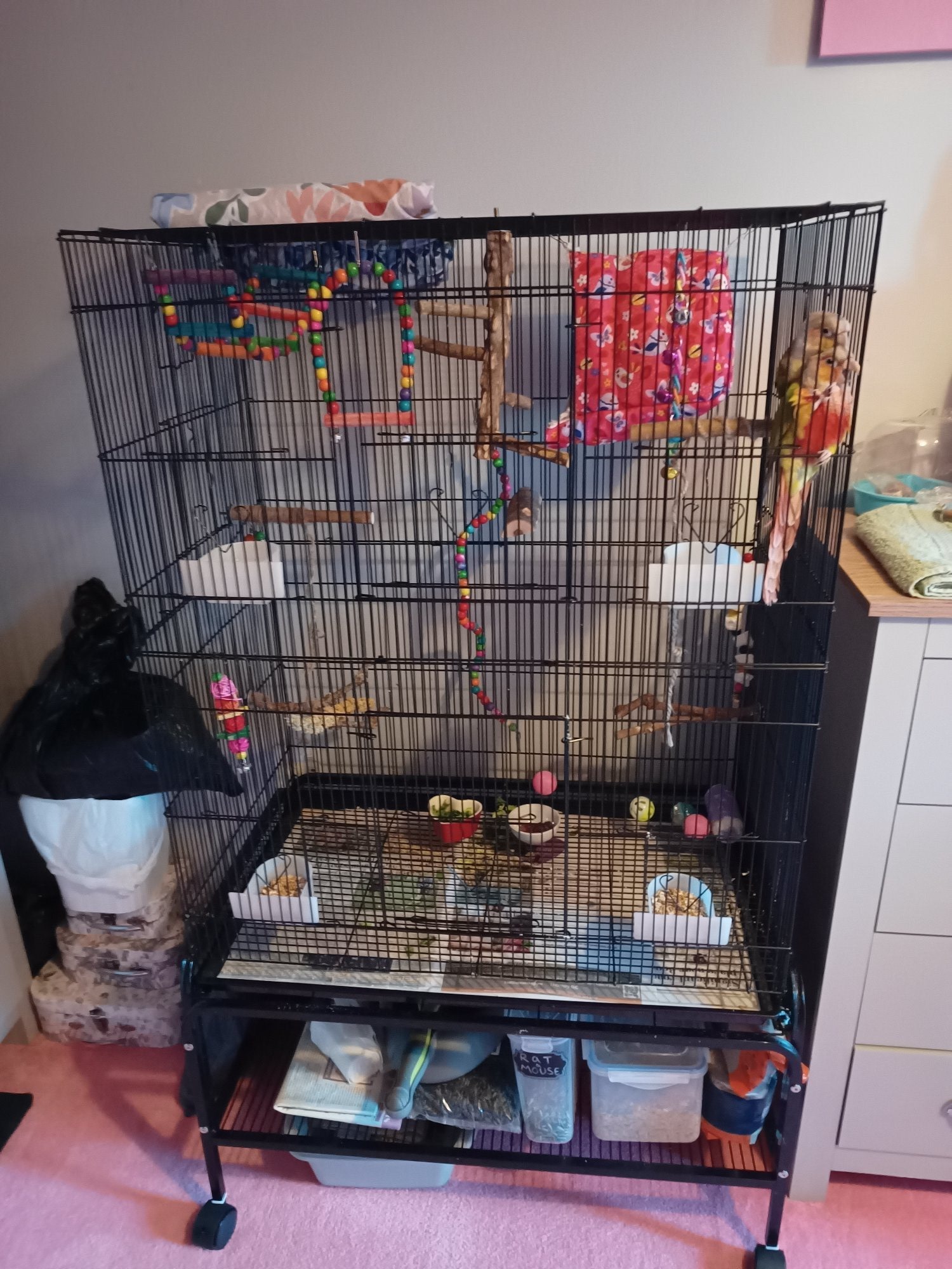 Pair of bonded pineapple conures - Conures