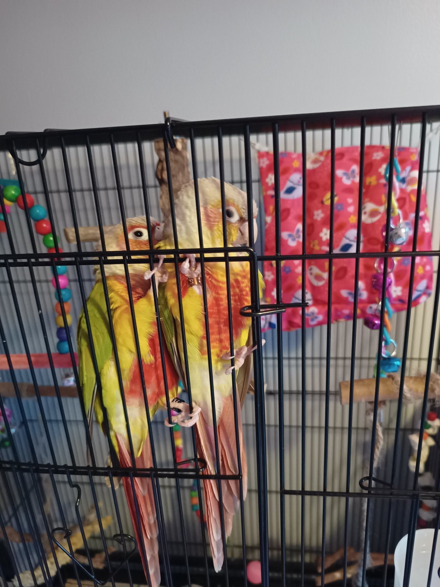 Conures - {TYPE}