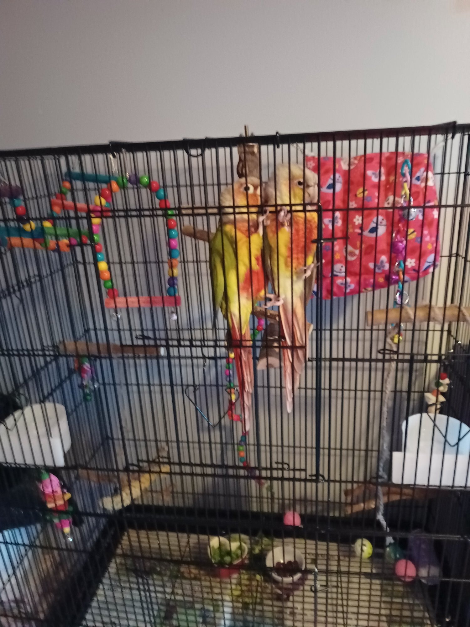 Conures - Pair of bonded pineapple conures