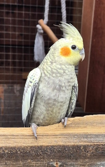 Beautiful Baby Cockatiels x 4