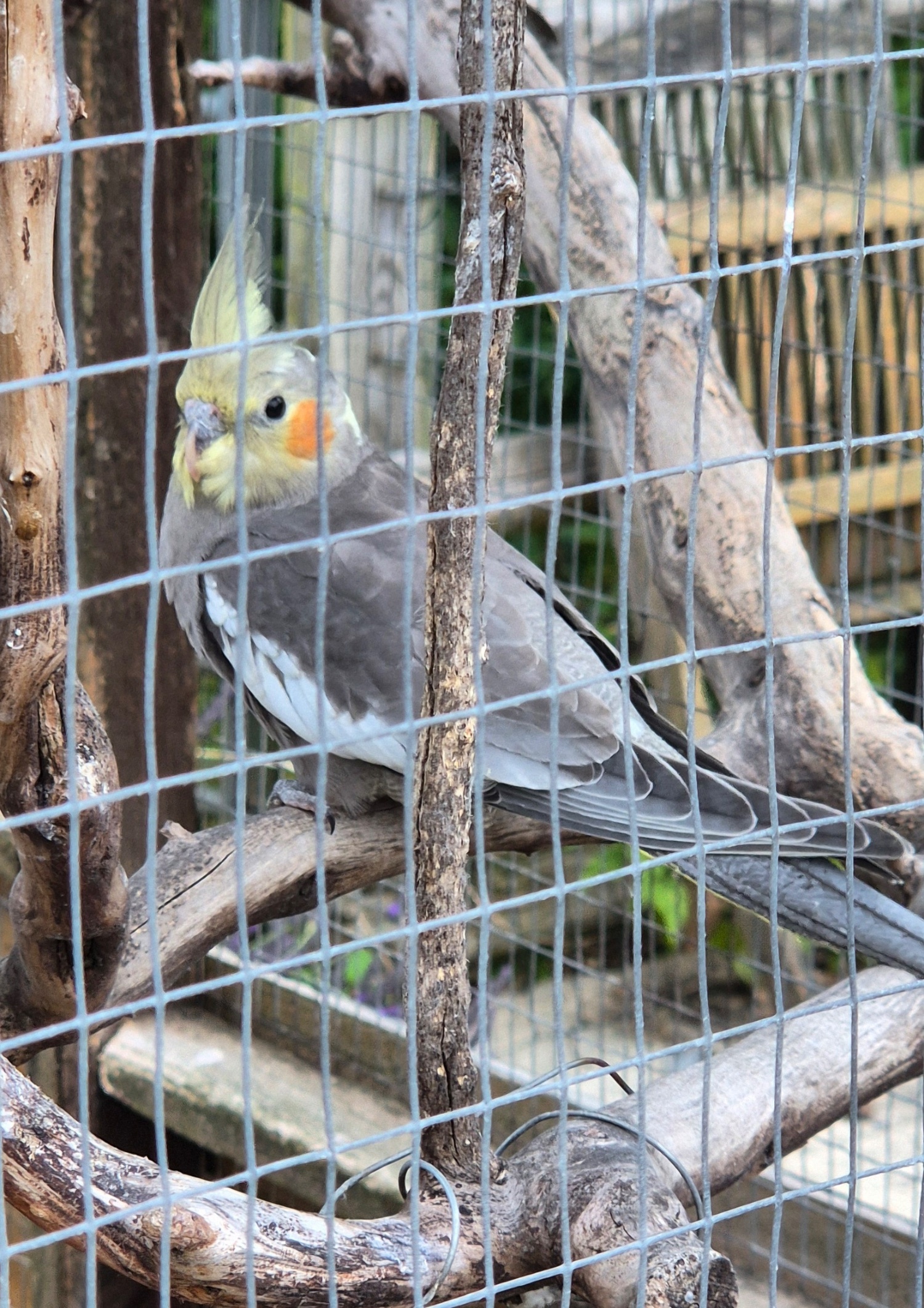 Cockatiels