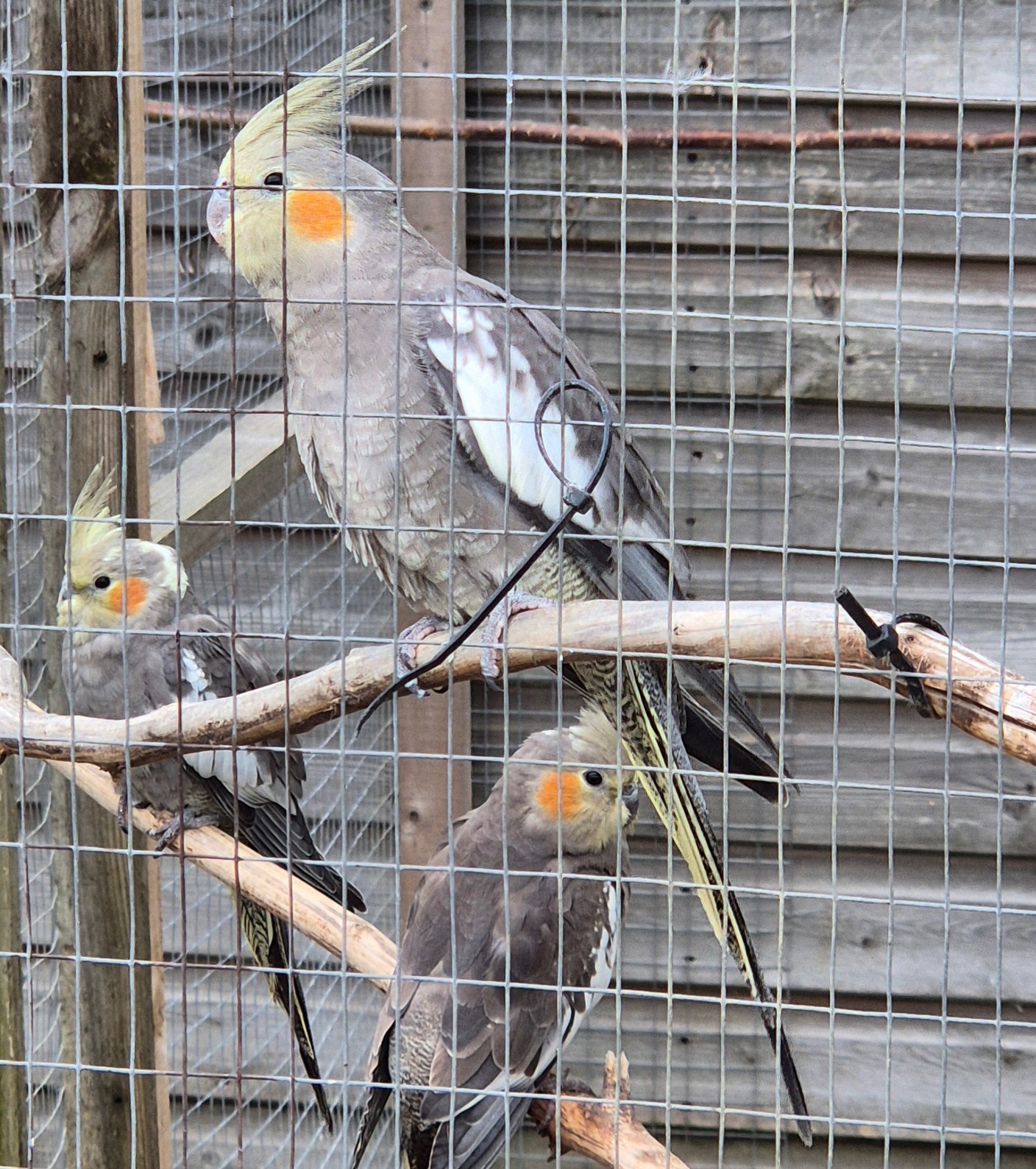 Cockatiels - {TYPE}