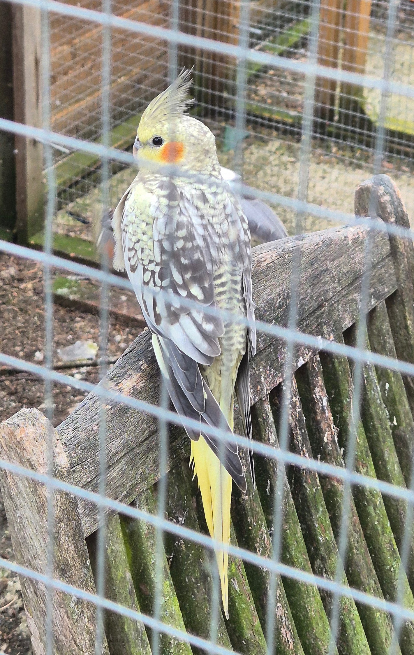 Cockatiels - Beautiful Baby Cockatiels x 4