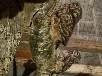 Still for sale Little owls for sale.breeding pair and males/females. 