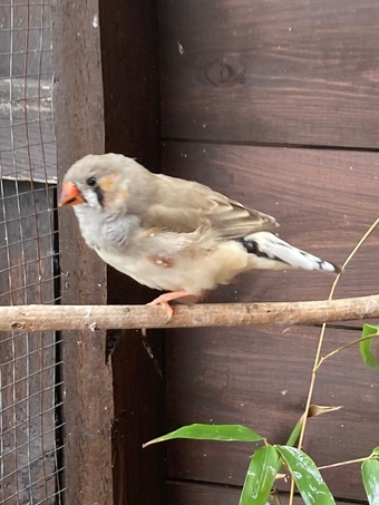 X3 14week male zebra finches