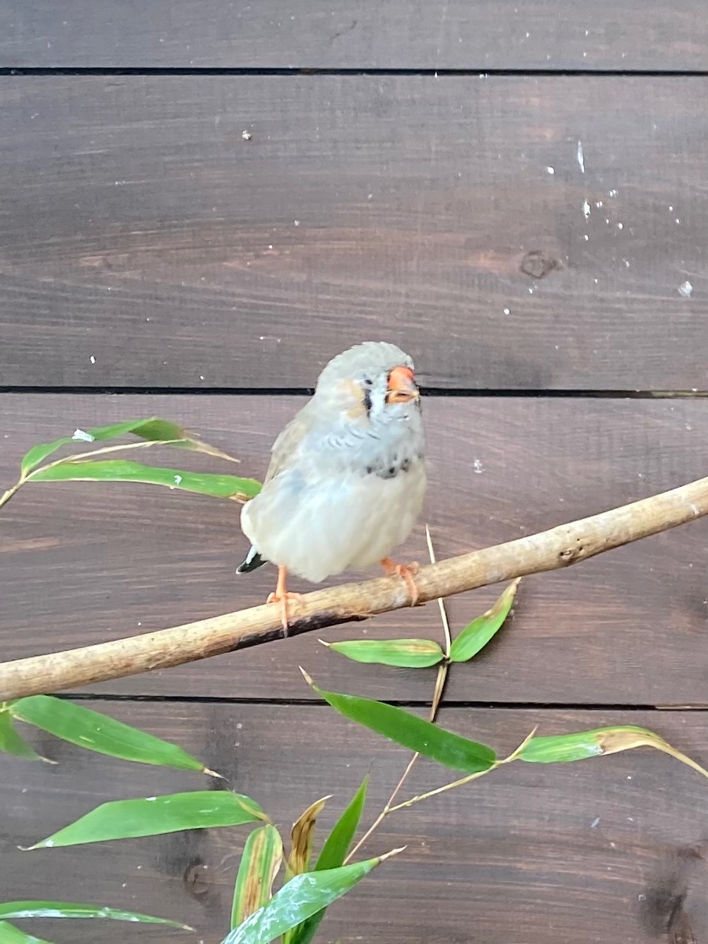 Finches