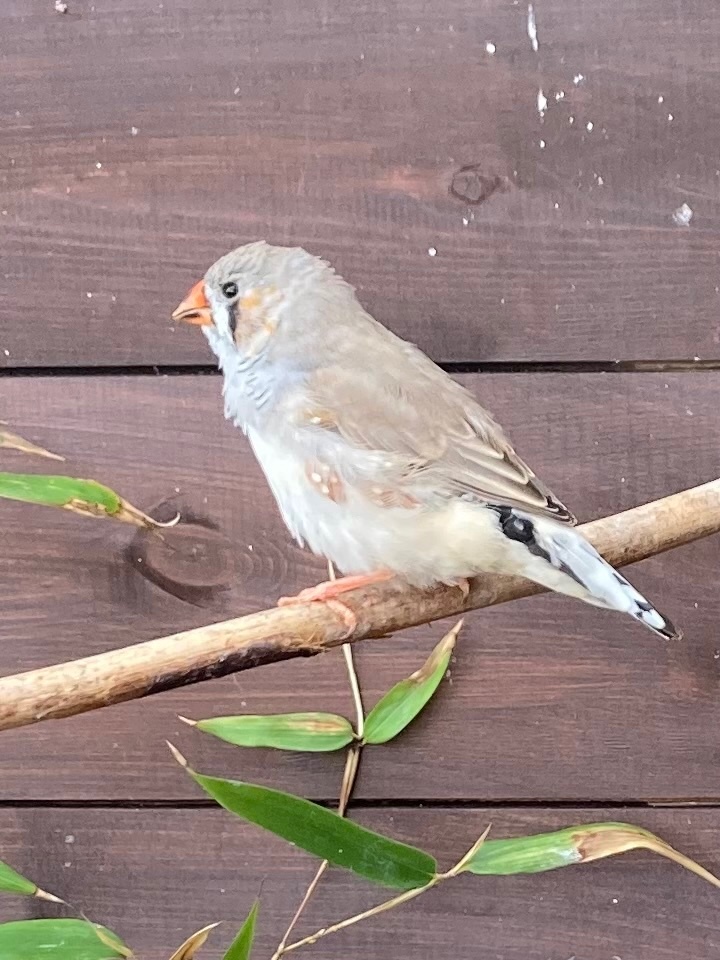 Finches - {TYPE}