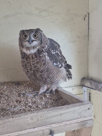 African spotted eagle owl pair