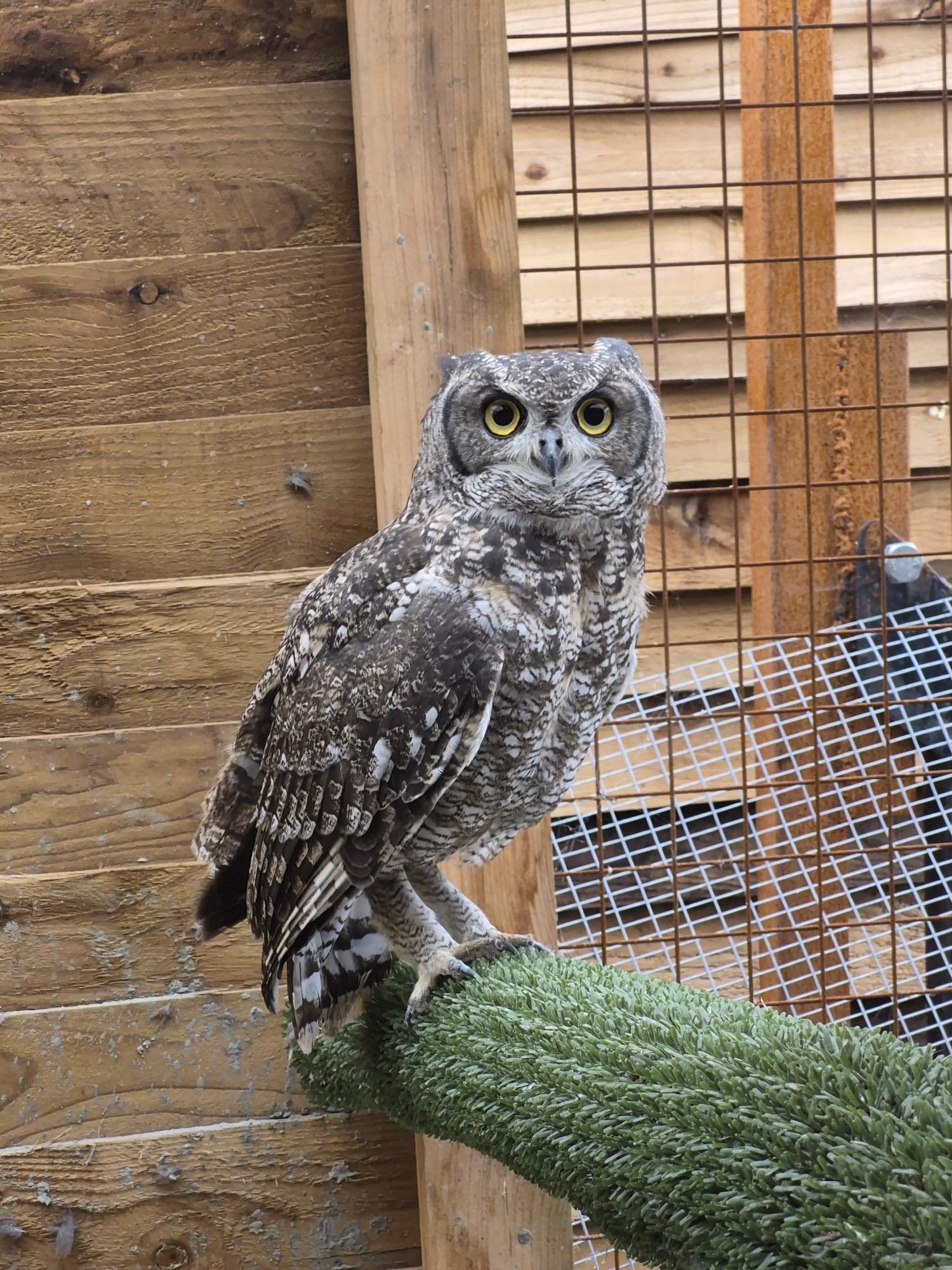 Owls