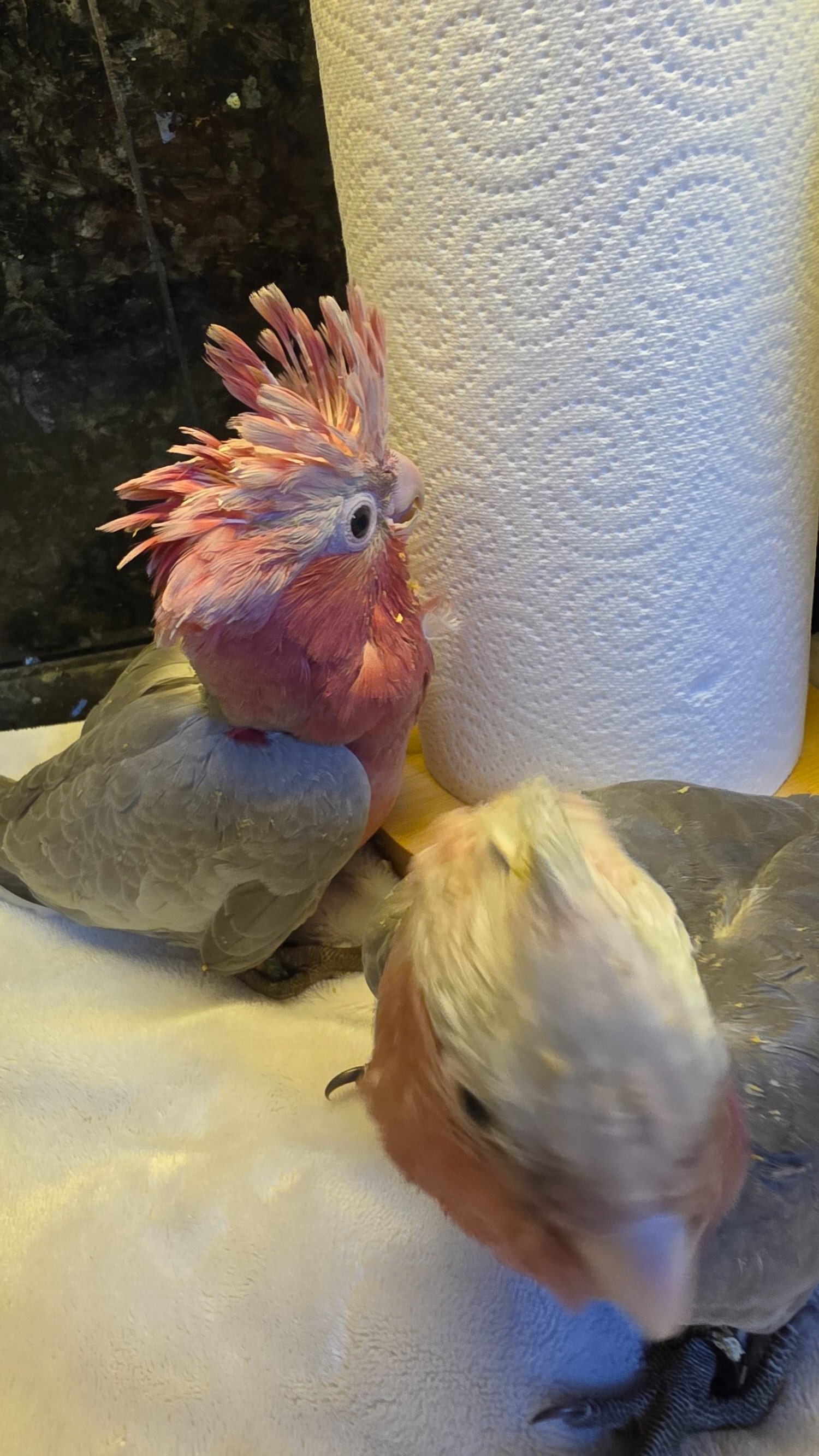 Other Parrots - {TYPE}