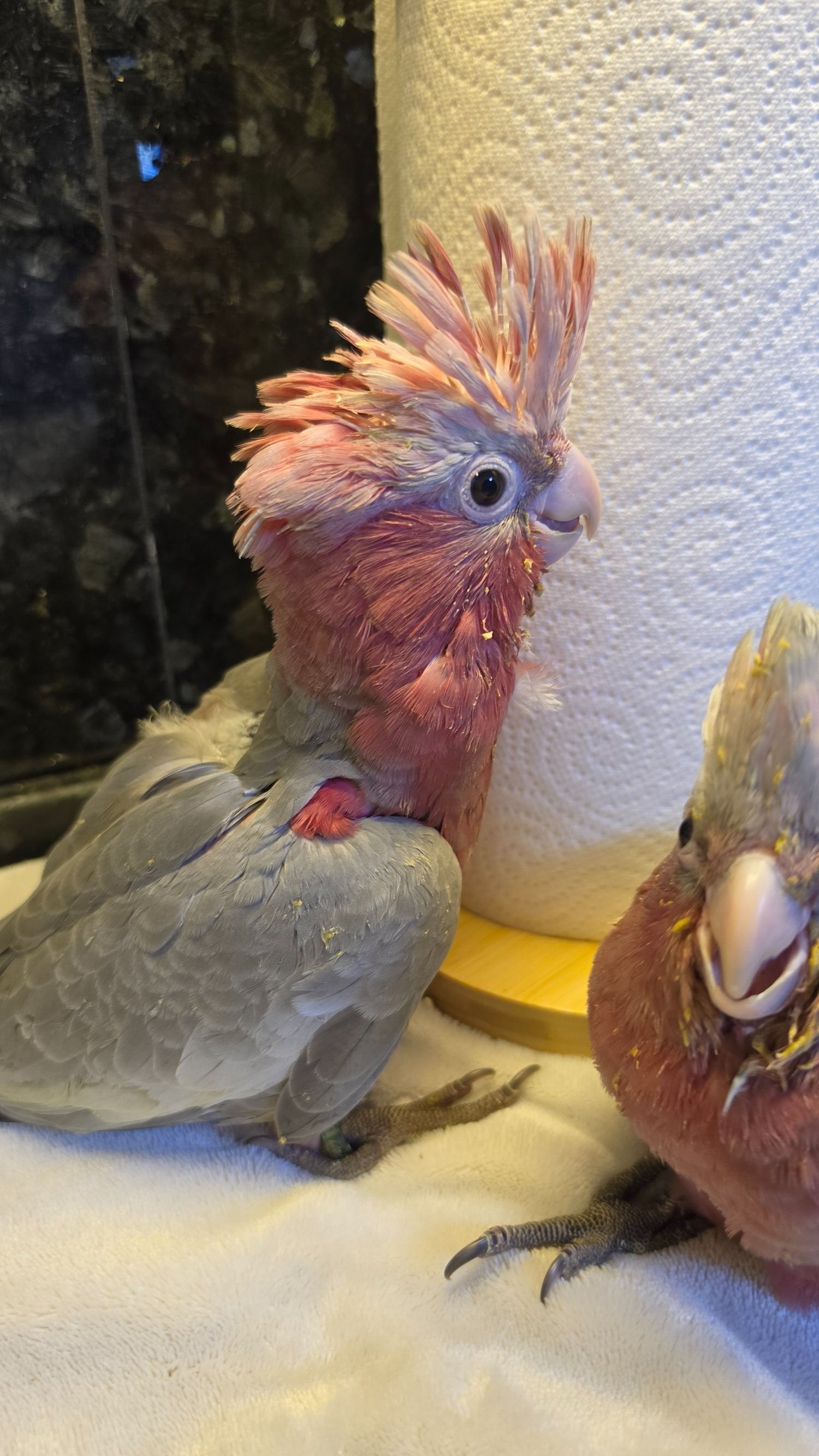 Hand-Raised cockatoo Galah Baby Parrot in {LOCATION}