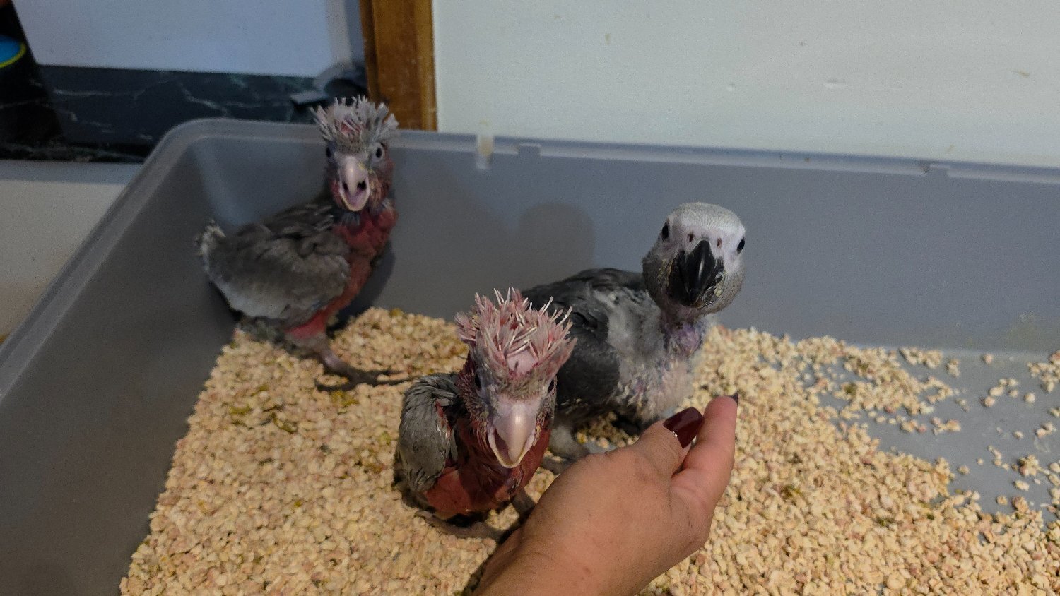 Other Parrots - Hand-Raised cockatoo Galah Baby Parrot
