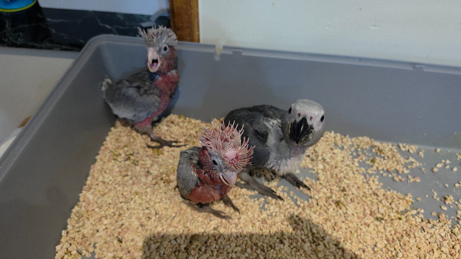 Hand-Raised cockatoo Galah Baby Parrot - Other Parrots
