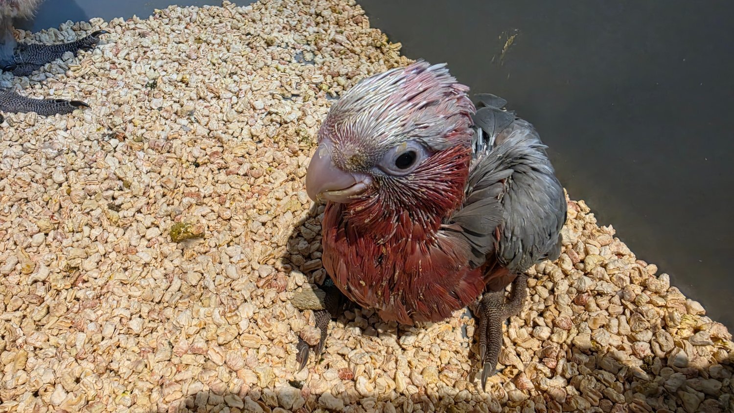 Other Parrots