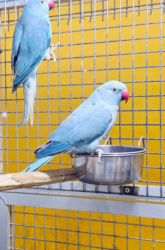 Baby Ring Neck Taking Parrots Male and female 