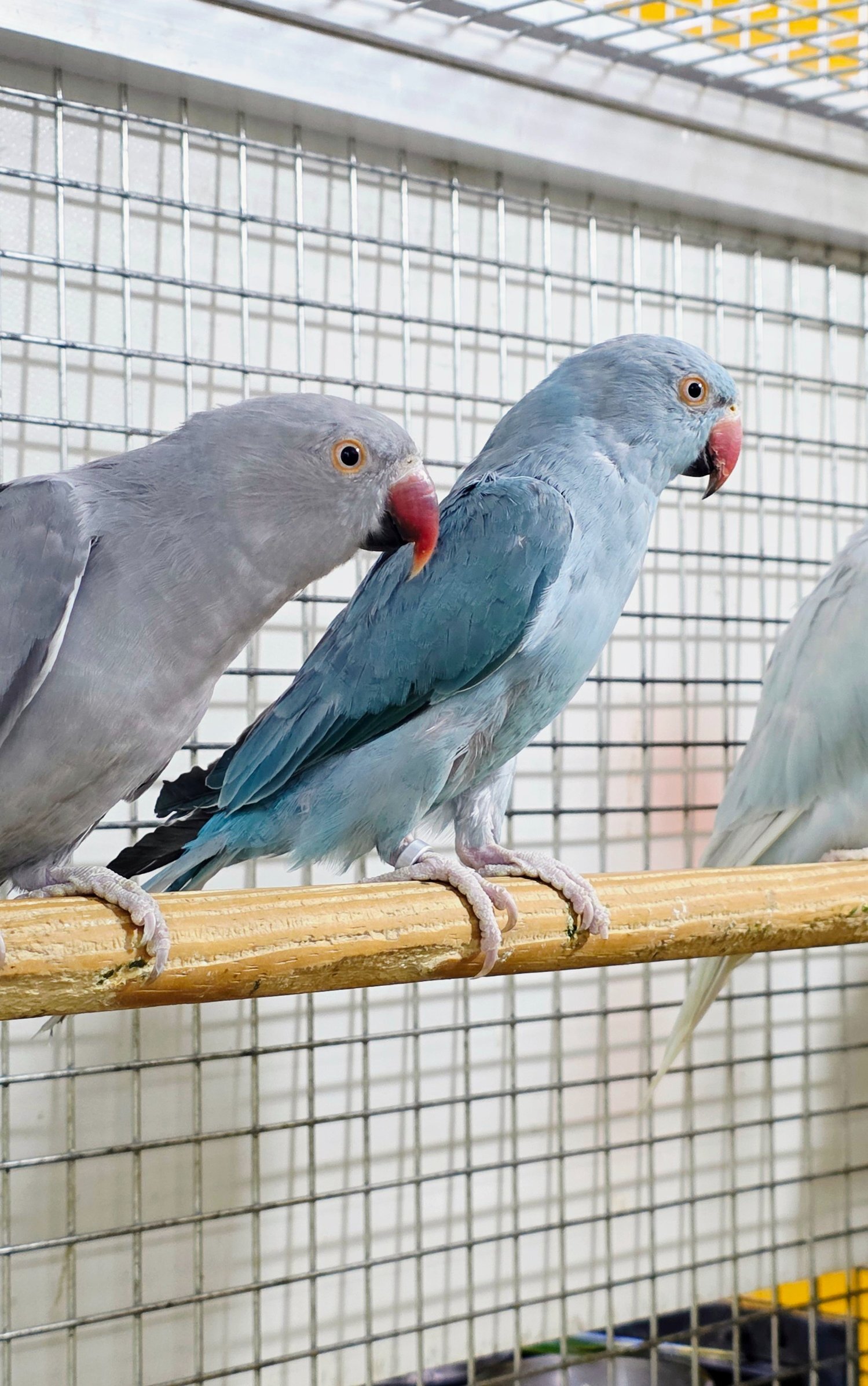 Parakeets