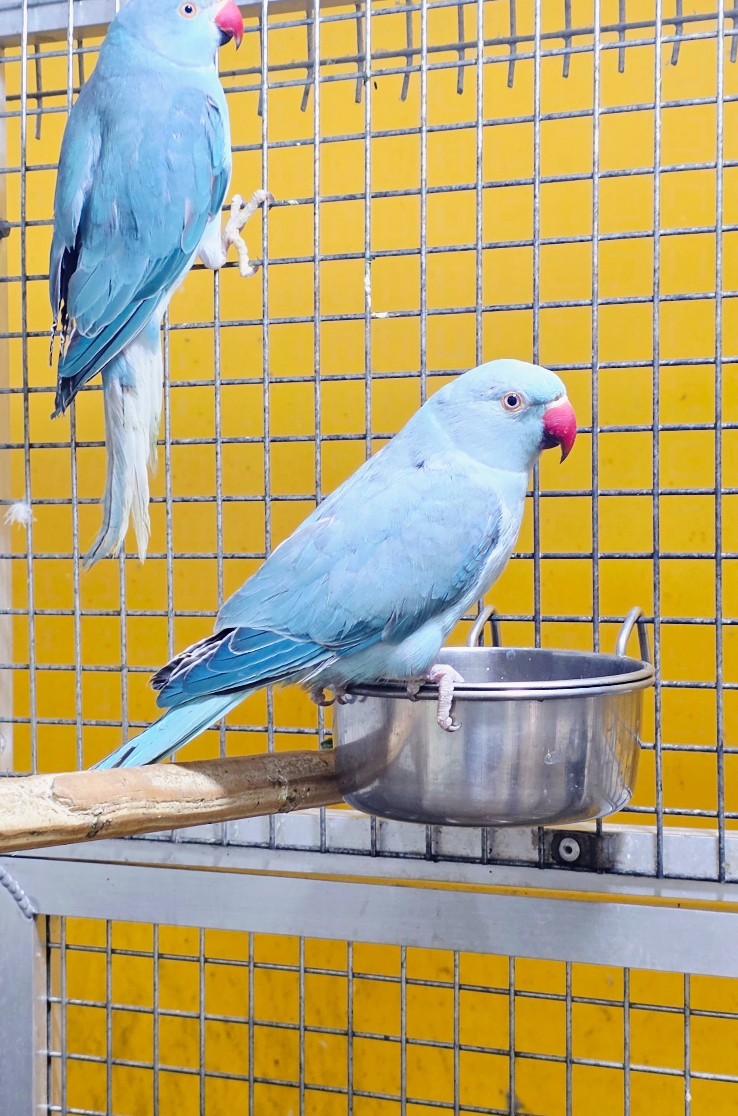 Baby Ring Neck Taking Parrots Male and female  in {LOCATION}