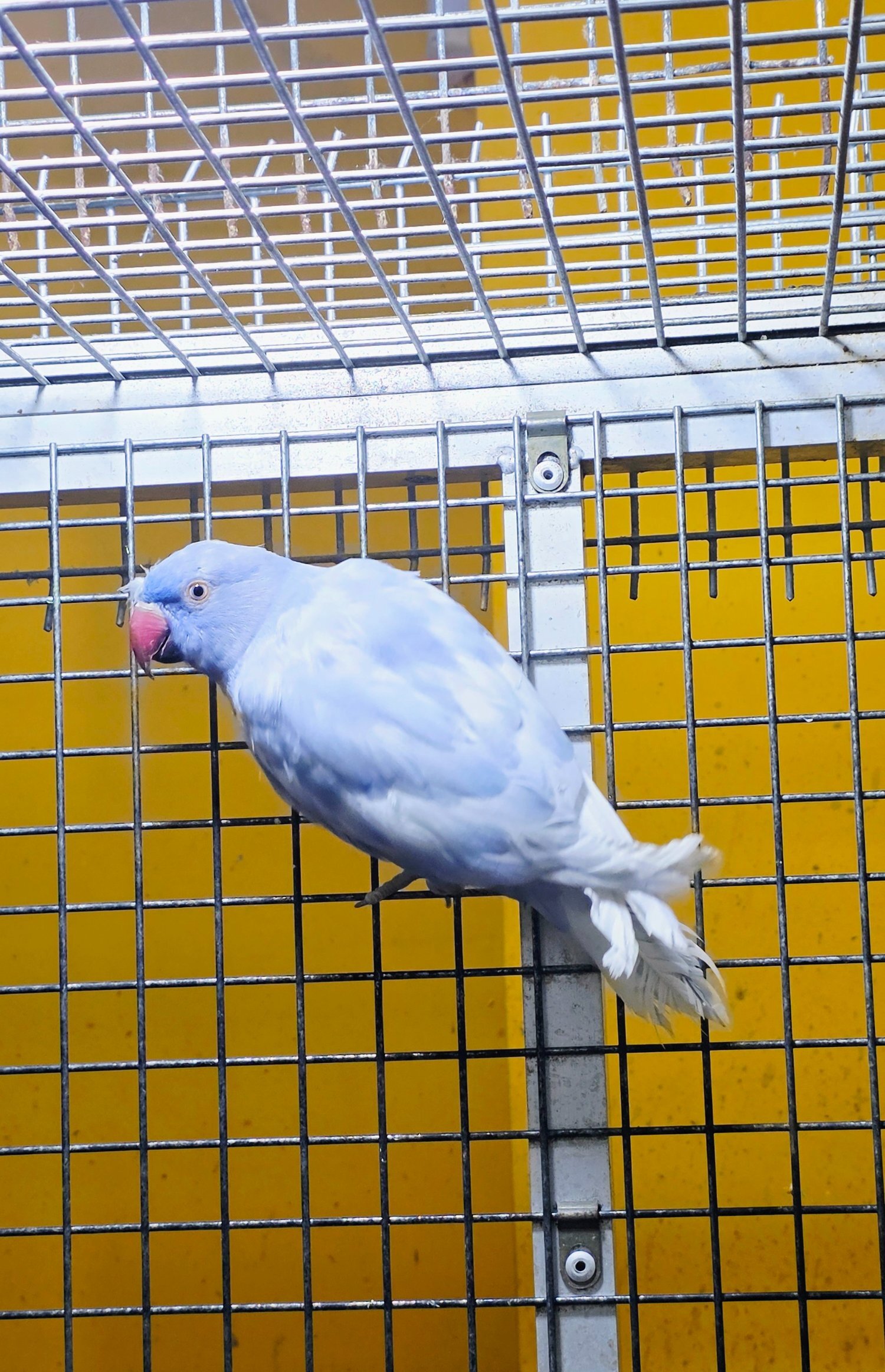 Parakeets - {TYPE}