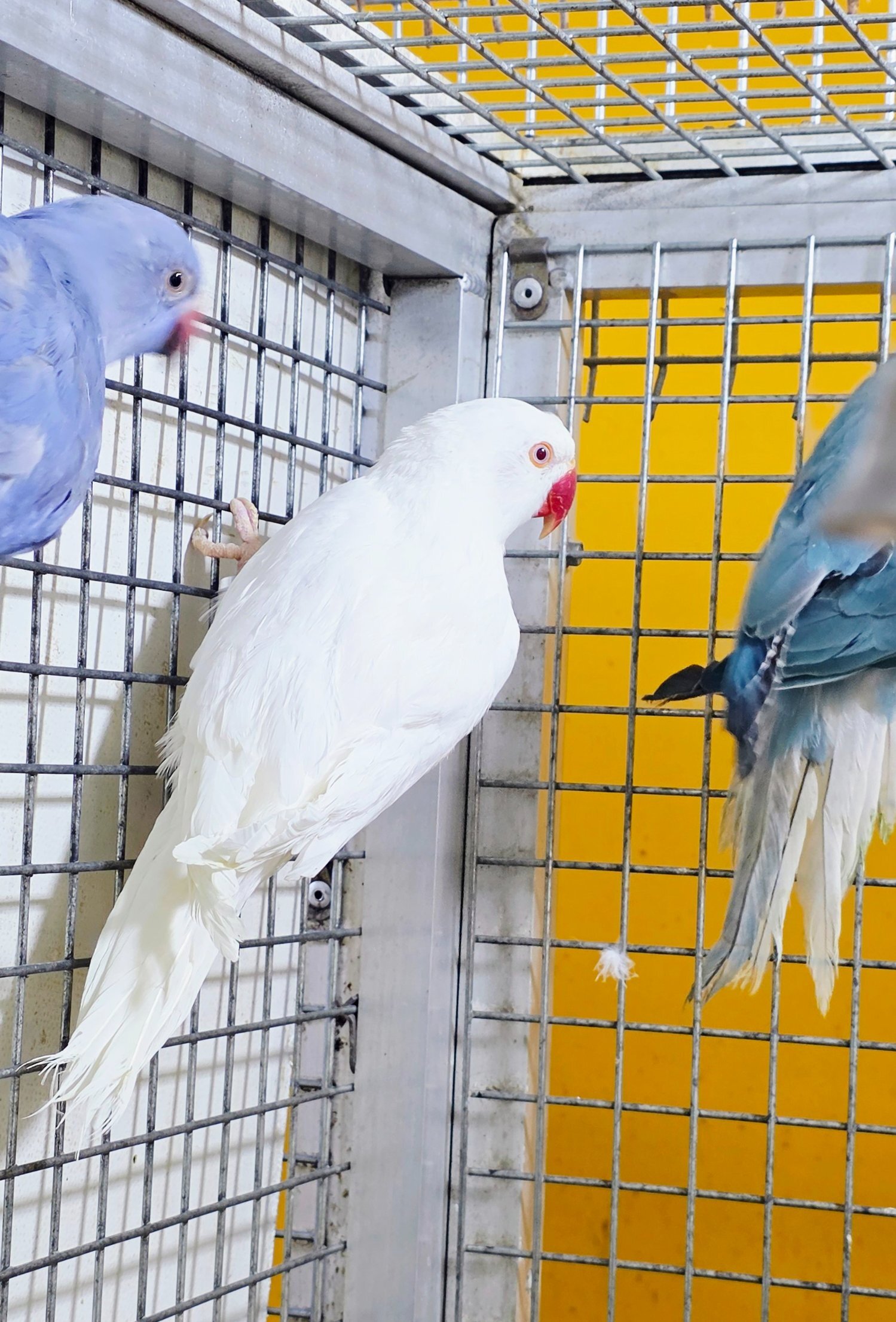 Parakeets - Baby Ring Neck Taking Parrots Male and female 