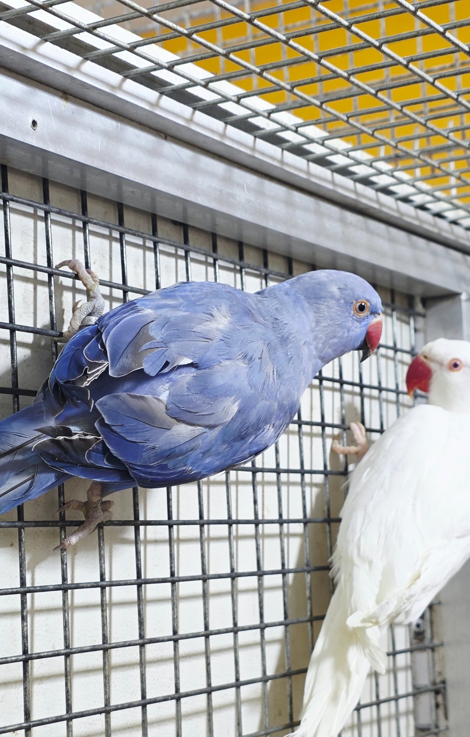 Baby Ring Neck Taking Parrots Male and female  - Parakeets