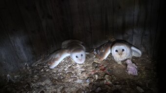 Proven pair of barn owls. 